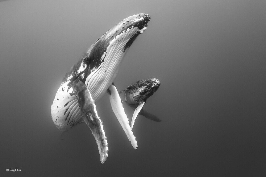 Whale and calf swimming next to each other