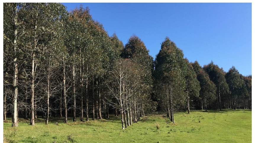 Healthy trees at Temma Farm