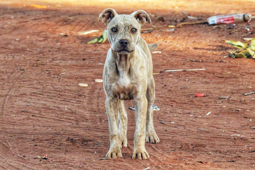 A dog staring at the camera.