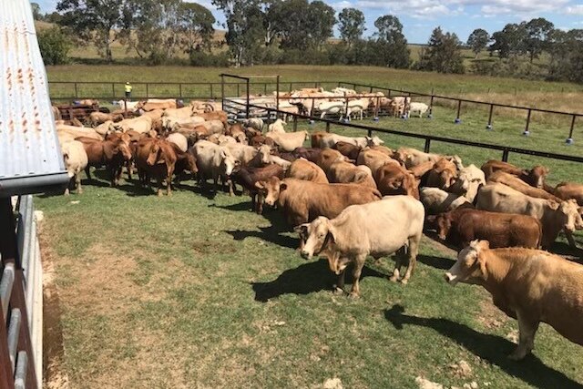 A herd of cattle waiting in cattle yards on a property