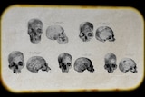 Pictures of skulls, with a sepia colour backdrop and black border.