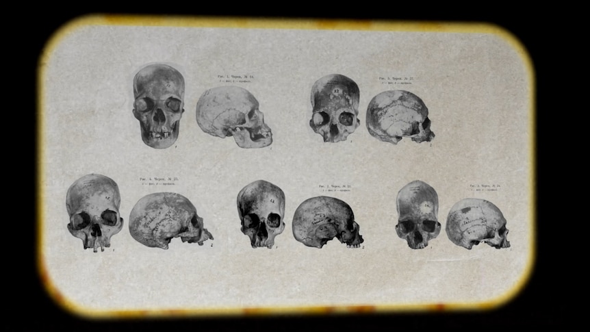 Pictures of skulls, with a sepia colour backdrop and black border.
