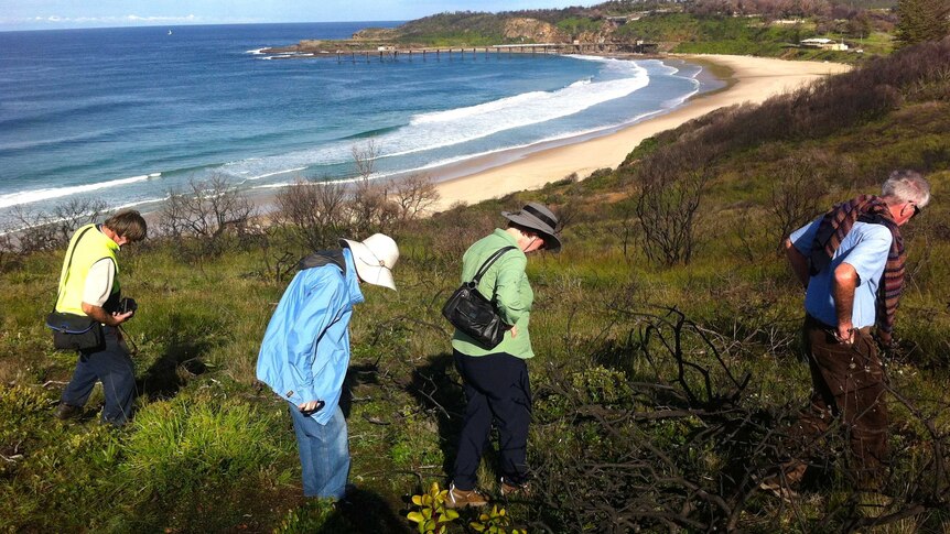 Landcare volunteers scour bushland around Catherine Hill Bay for signs of new vegetation
