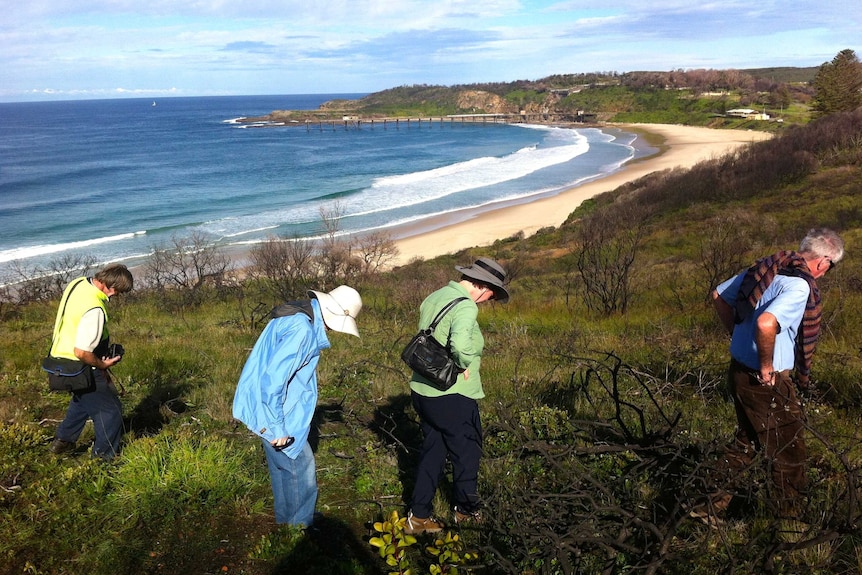 Landcare volunteers scour bushland around Catherine Hill Bay for signs of new vegetation