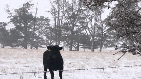 A black cow standing behind a fence in snow