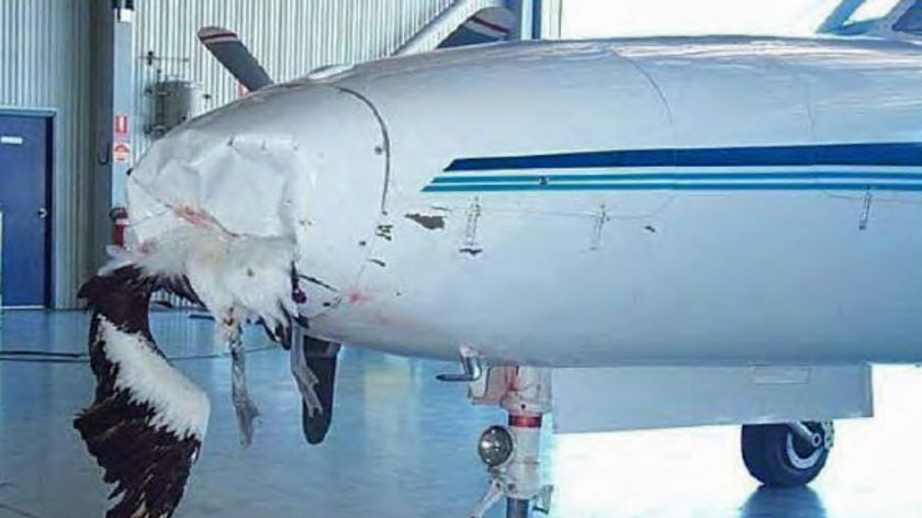 Bird strike, like this one involving a pelican, can cause serious damage to aircraft.