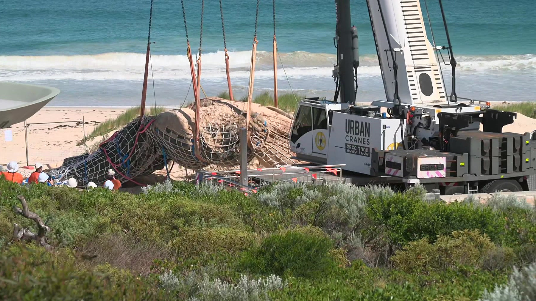 Dead whale finally being removed from Perth beach, four days after washing up