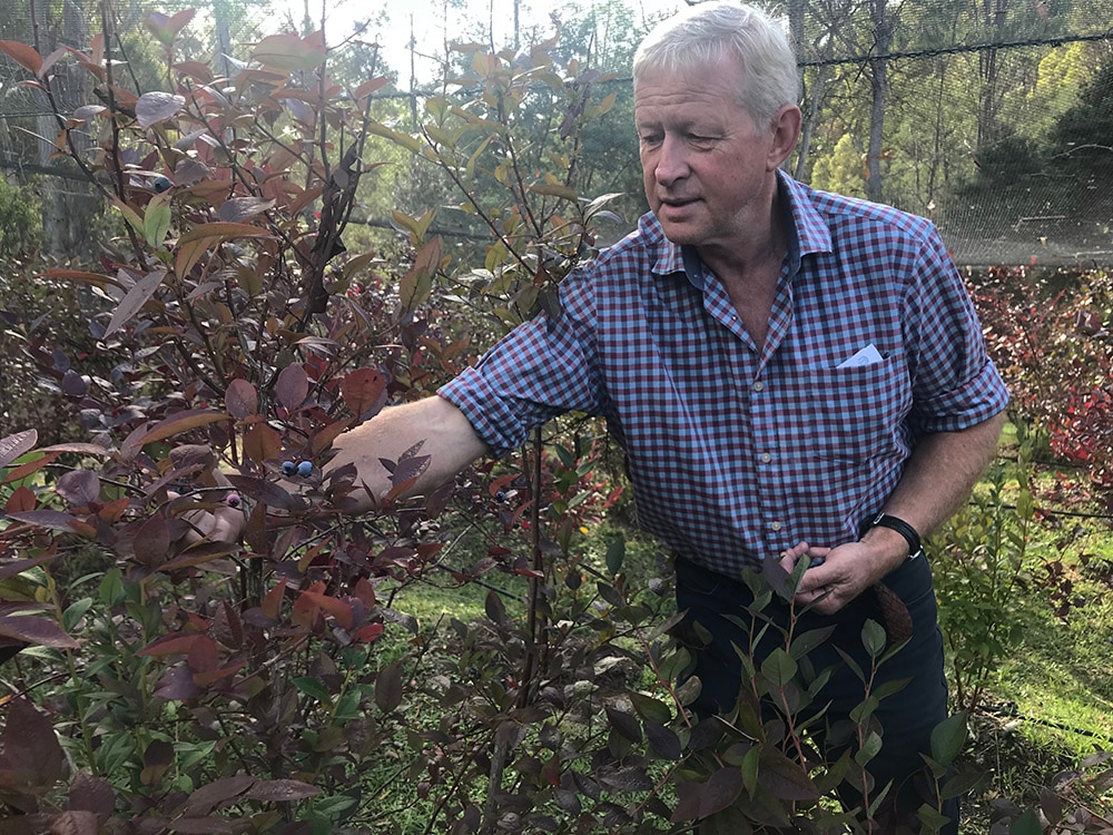 Tasmanian blueberry grower Kent Mainwaring