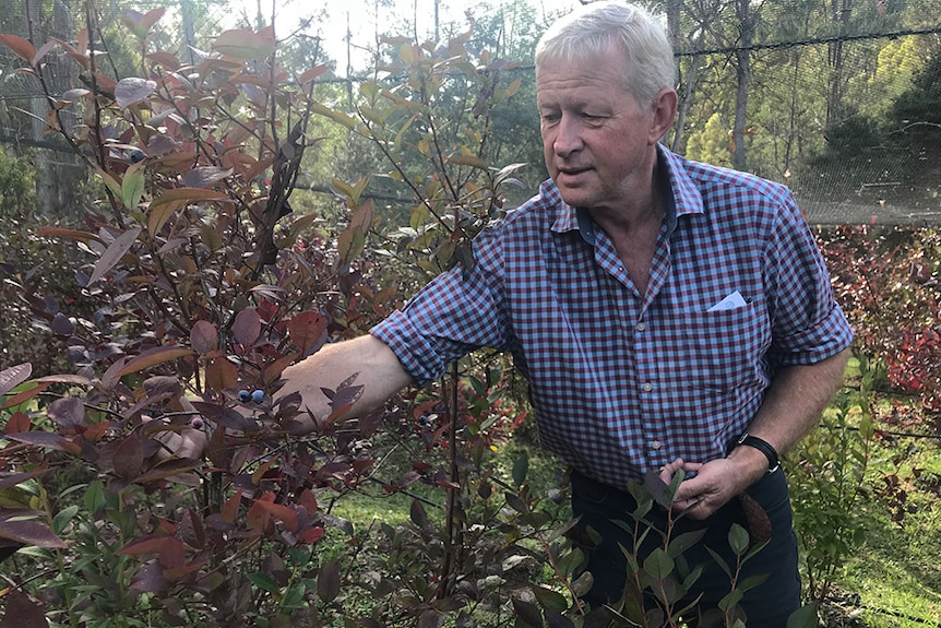 Tasmanian blueberry grower Kent Mainwaring