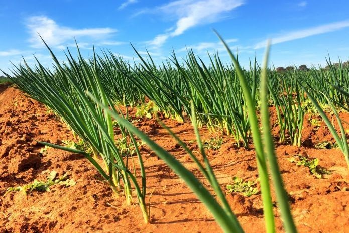 spring onion field