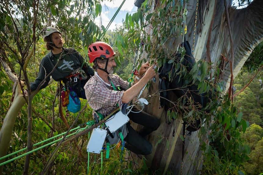 Two men wearing hard hats hanging from harnesses up a tall eucalypt tree.