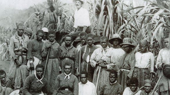Archival photograph of South Sea Islanders at work in the canefields of North Queensland
