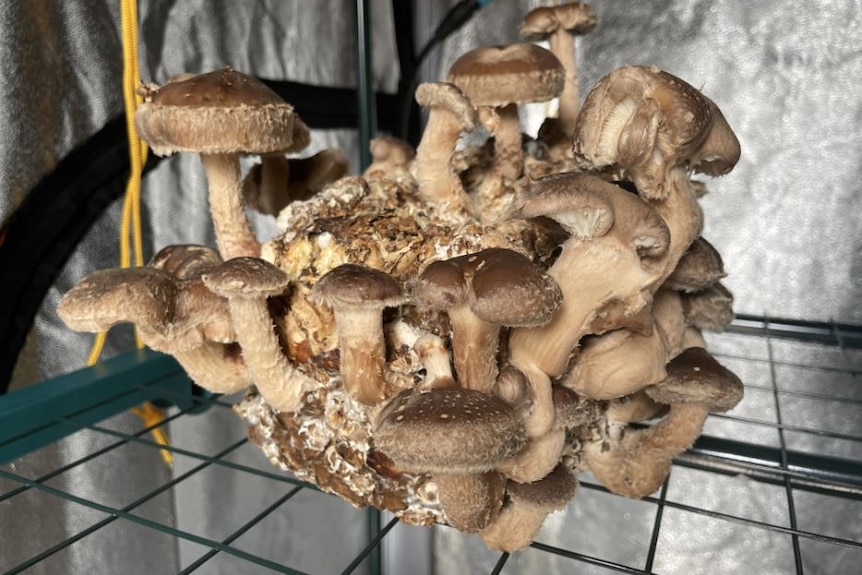 Image of shiitake mushrooms.