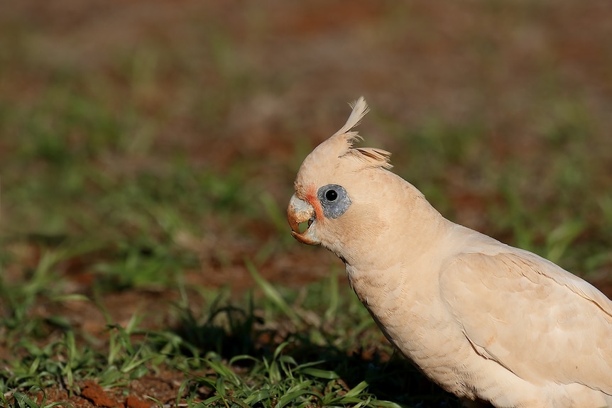 A little corella walking on grass.