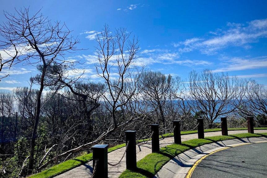 Dead trees in the foreground, ocean in the background