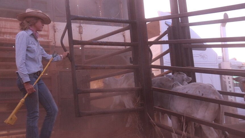 Woman moves cattle into truck