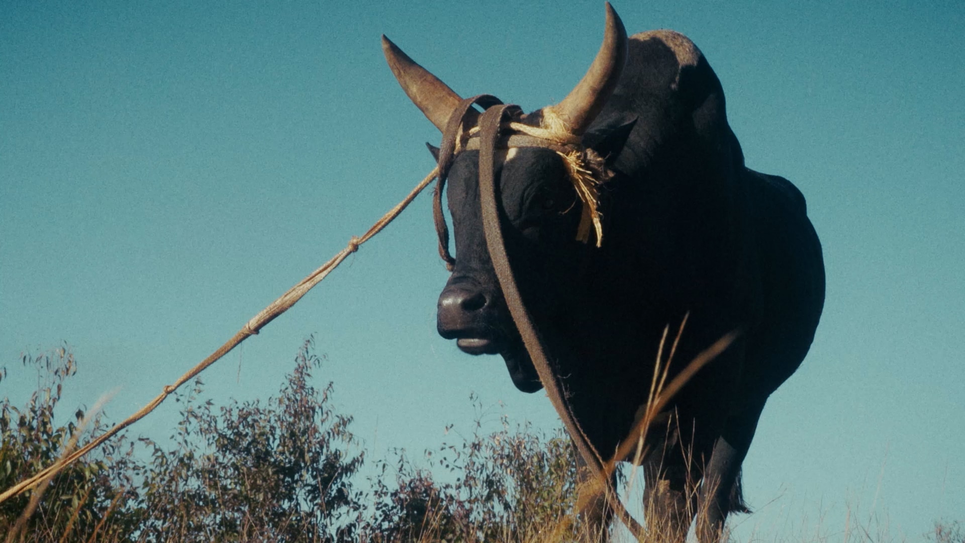Around the World in 80 Films: Cinematic Journeys from Transylvania to Madagascar