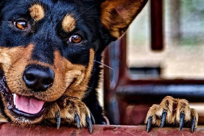 Close up of happy cattle dog peering over crush rail