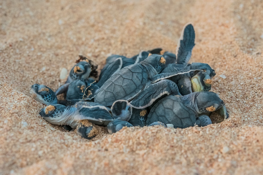 A close-up of a small pile of about 8 baby turtles emerging out of the sand from a nest