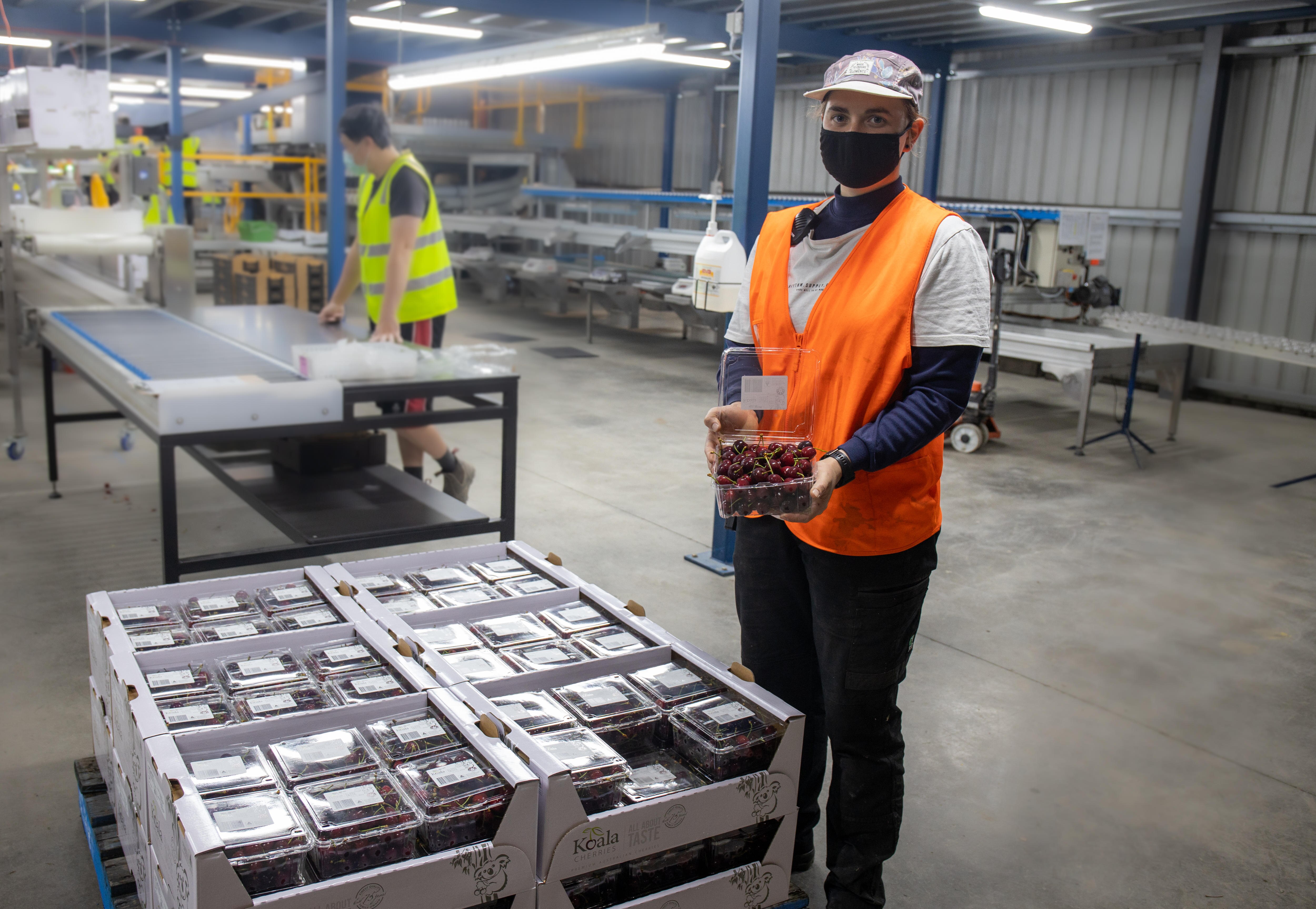 woman with face mask and cap in high vis stands in front of punnet of cherries holding one in her hand