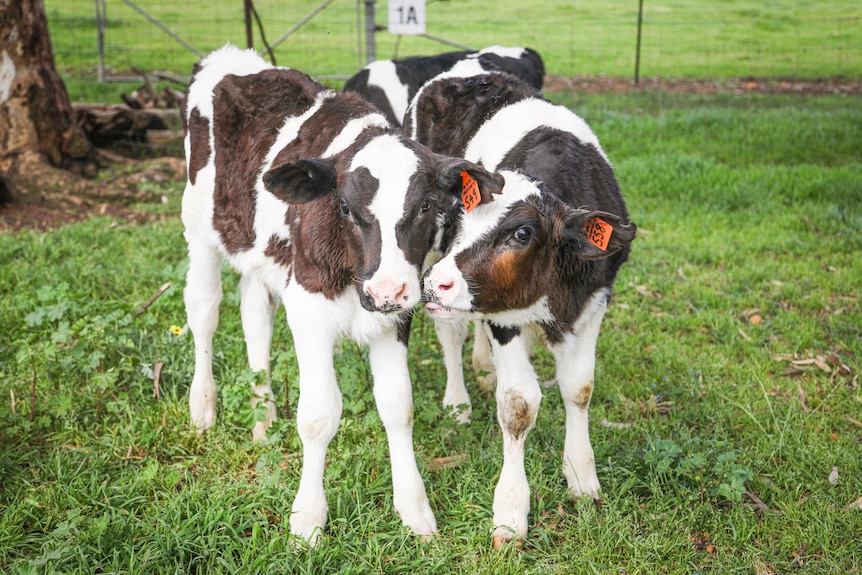 Two cow calves.