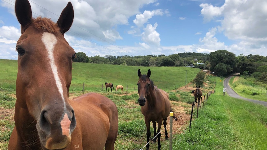 A chestnut horse leans over the fence of a rural property where other retired race horses are grazing on green grass.