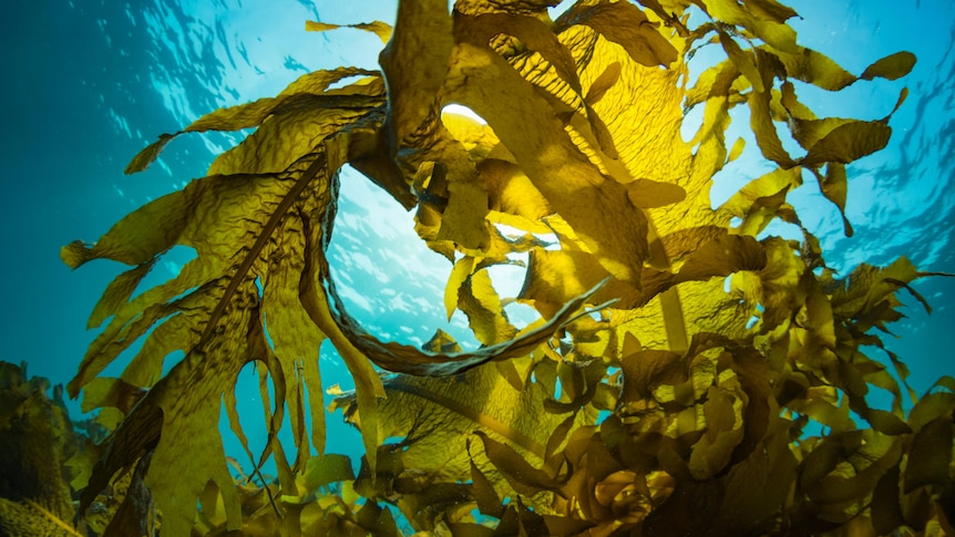 An underwater image of Golden Kelp floating in the blue ocean