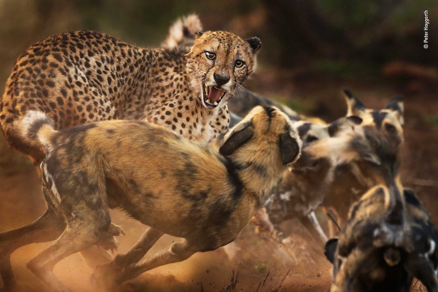 A  lone male cheetah is set upon by a pack of African wild dogs
