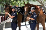 Mounted police officers and their horses