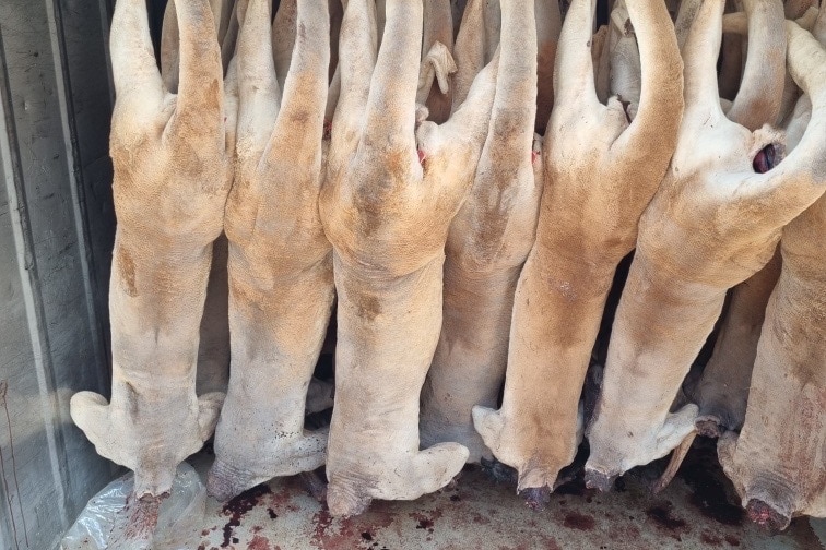 A line of dead roos hung on hooks.
