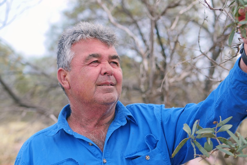 A man wearing a blue shirt with gray hair looks at a tree.