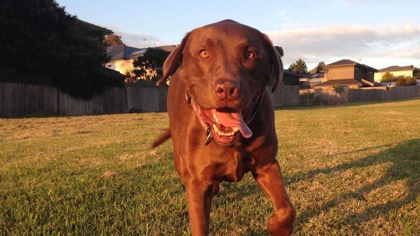 Ollie the dog looking happy in his backyard