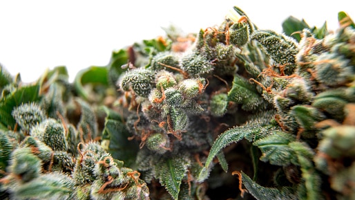 A close-up of cannabis buds.