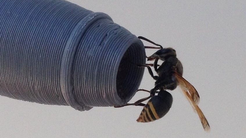 A grey tube with a black wasp with yellow bands standing on the end