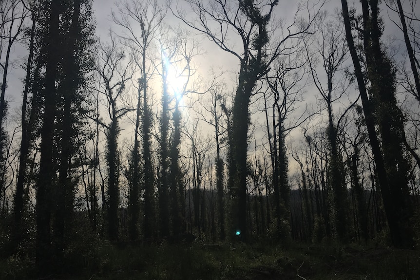 sunlight pierces through haunted looking burnt trees 