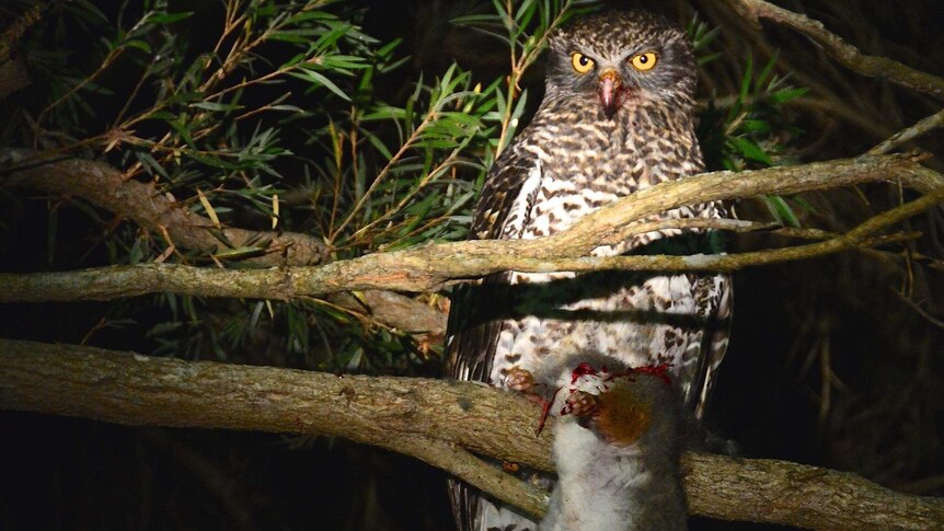 A powerful owl, holding the body of a ringtail possum it has caught, sits in a tree.