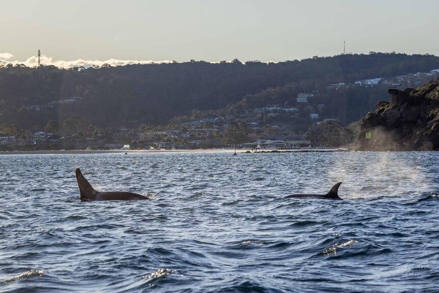 Two orcas swimming on the surface with a town and beach in the background.