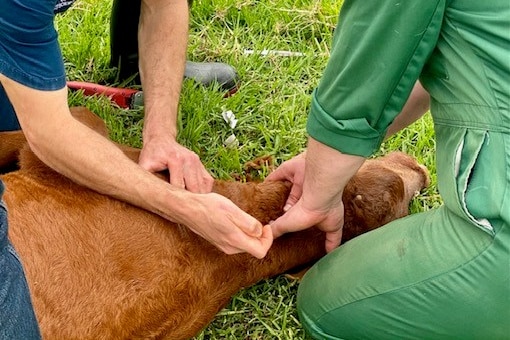 brown cow receives treatment 
