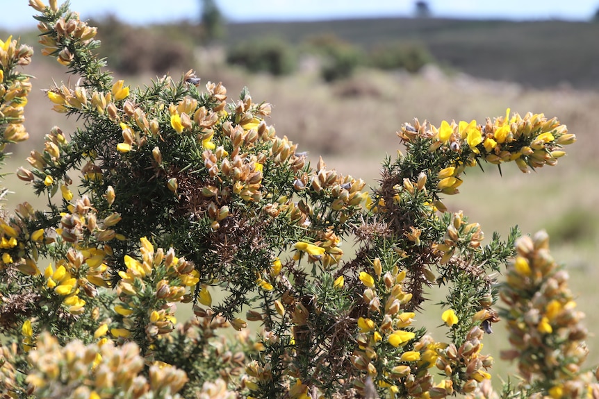 A plant with yellow flowers and sharp spines. 