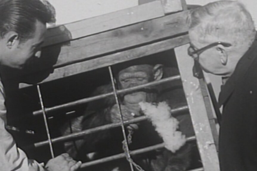 Jimmy the Chimp smoking in a cage.