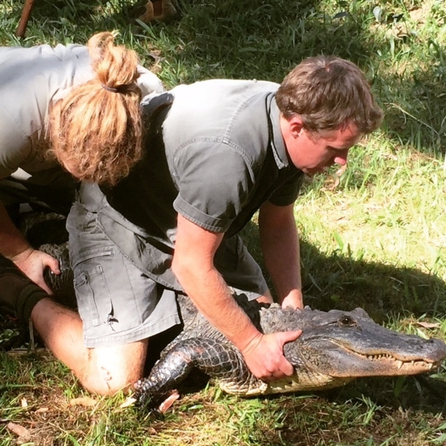 Alligator nest raid