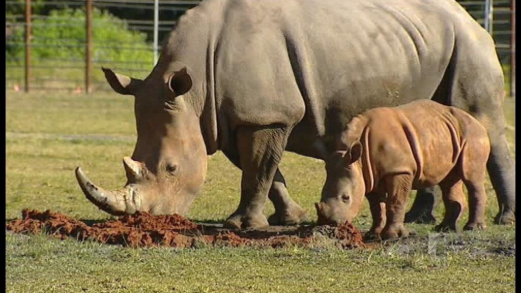 Baby rhino finally gets name - ABC News
