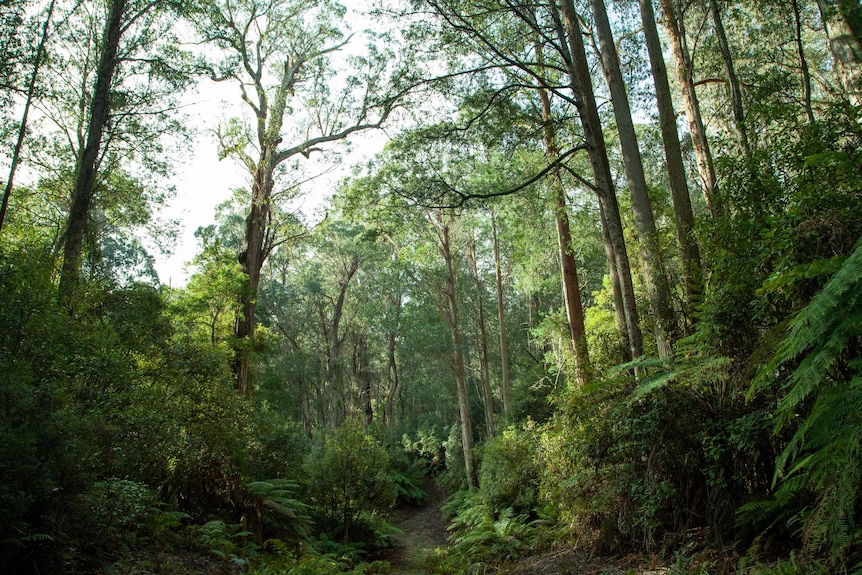 Lush green forest looking up through the canopy