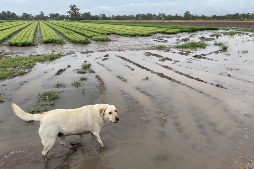 A dog walks through a large puddle in front of a paddock of herbs.