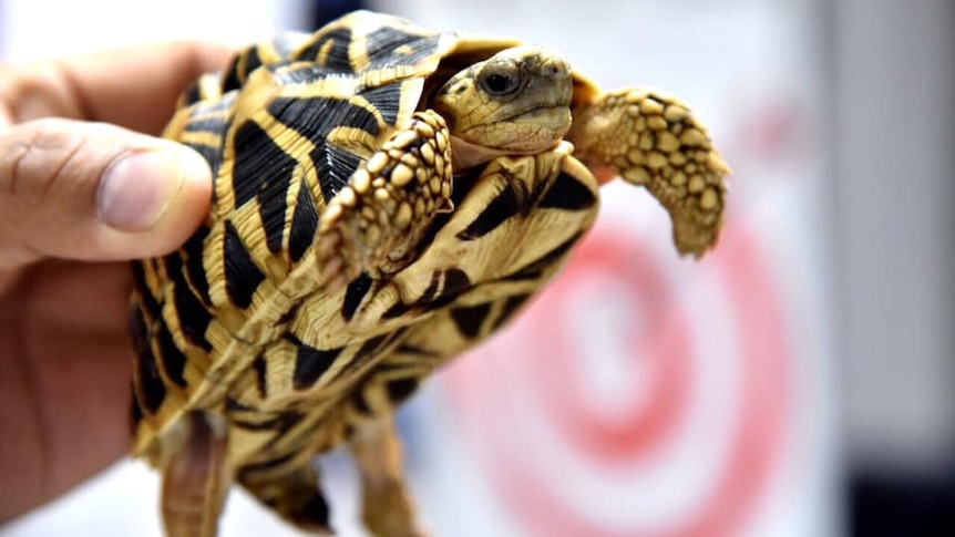 A close-up photo of a turtle.