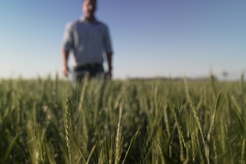 An open field of crops sits in focus whilst a blurry figure approaches.