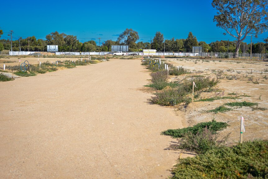 A vacant block of land with wooden markers dotted throughout