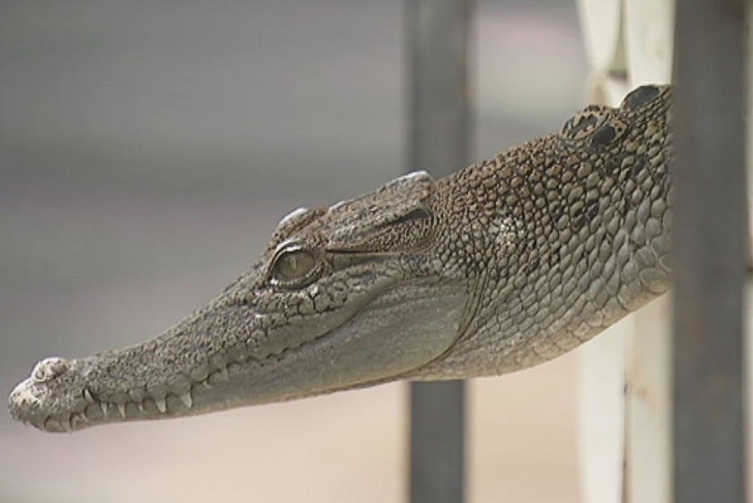 About 1,000 metre-long crocs have arrived at farm in central Queensland