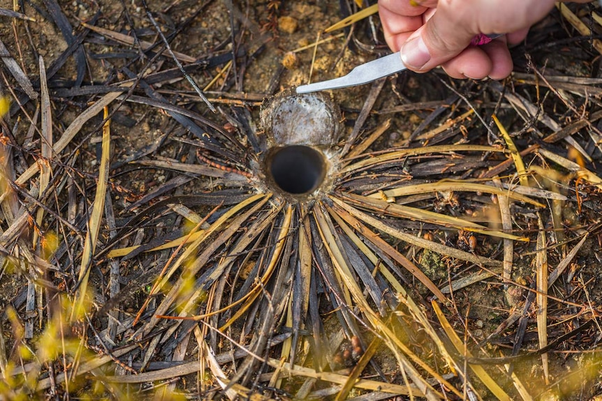 Trapdoor open surrounded by grasses