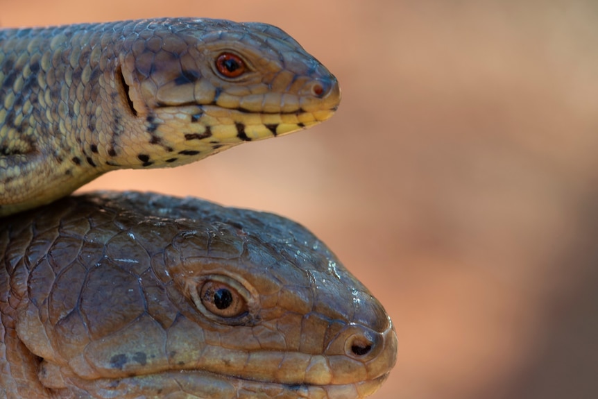 two yakka skinks showing one with red eyes and one with brown eyes